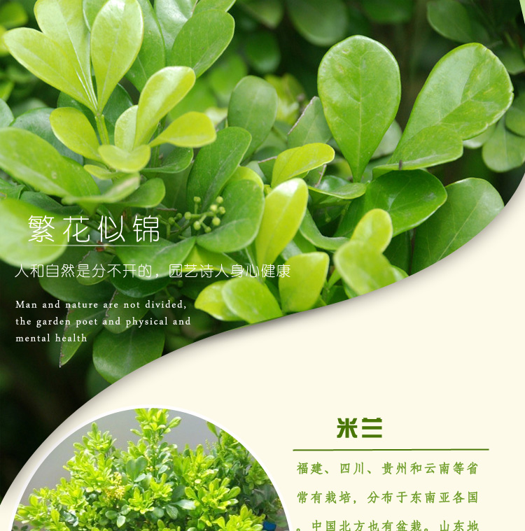 香味盆景店怎么开(香草盆景店的利润分析)