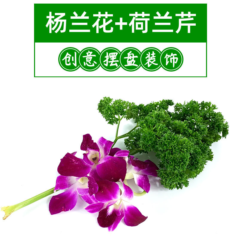 老农夫新鲜杨兰花荷兰芹组合香芹菜洋兰花火锅酒店西餐摆盘装饰花草