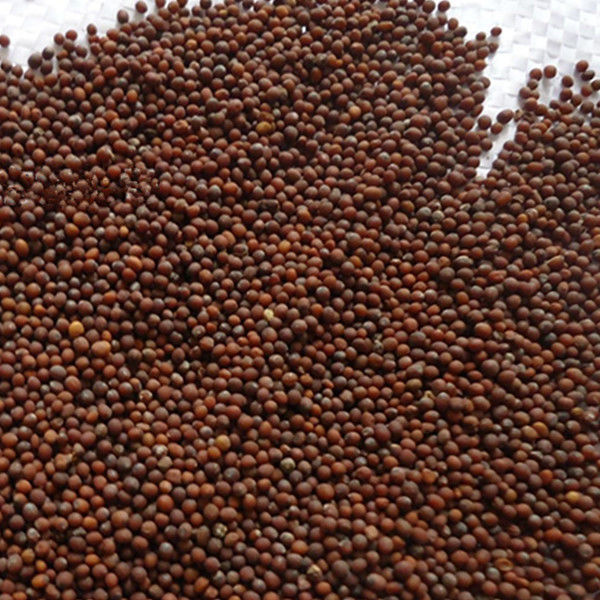 芜菁子中药材 芜青子 新货 芜菁籽 500克【图片 价格 品牌 报价】