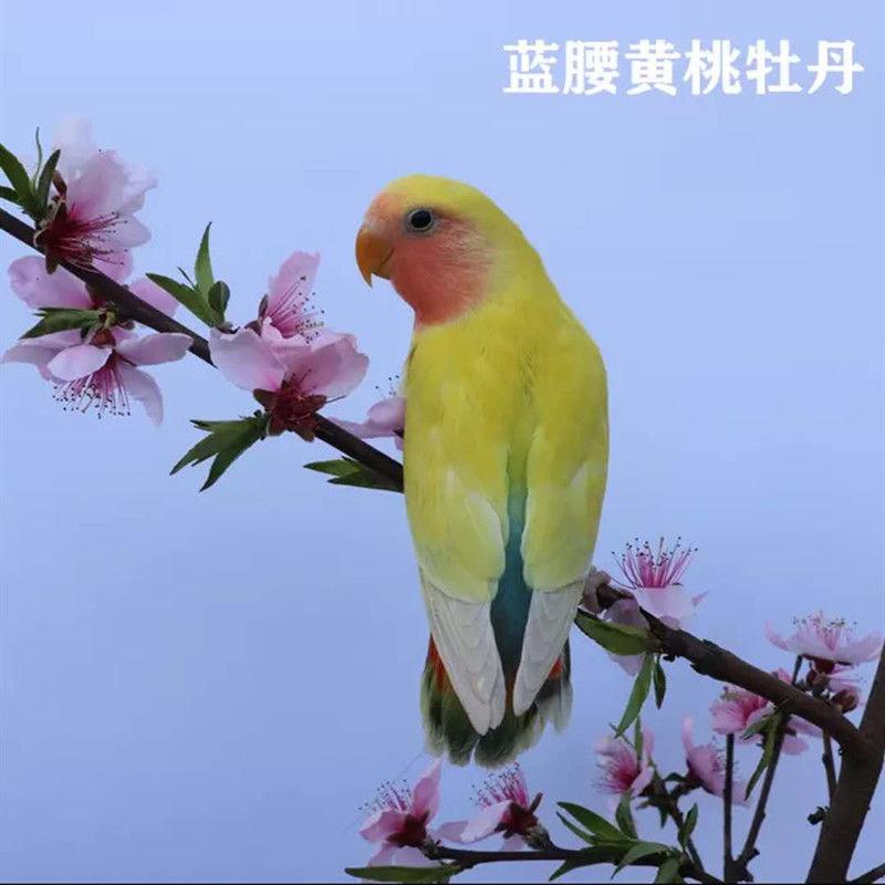 族萃牡丹鸚鵡活鳥黃桃綠面類愛情鳥會說話手養寵物鸚鵡鳥活物小鳥活體