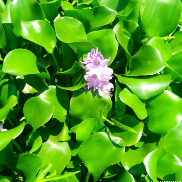 界梁山小叶浮萍青萍水葫芦水草鱼缸龟缸水族箱造景室外水池净化空气