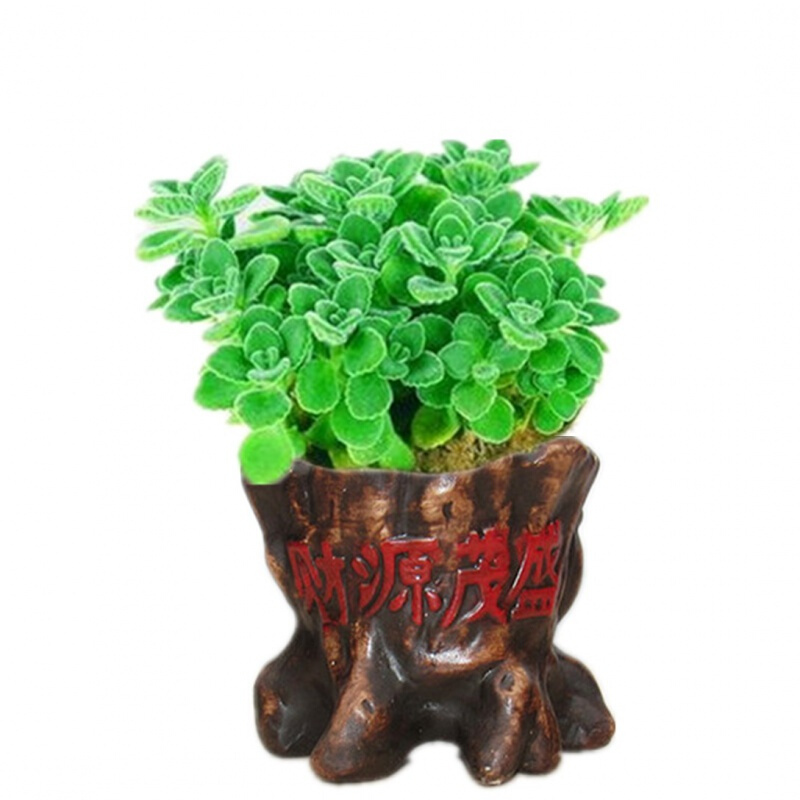 碰碰香盆栽香草多肉植物绿植花卉 一抹香 财源茂盛花盆 土 含盆【图片