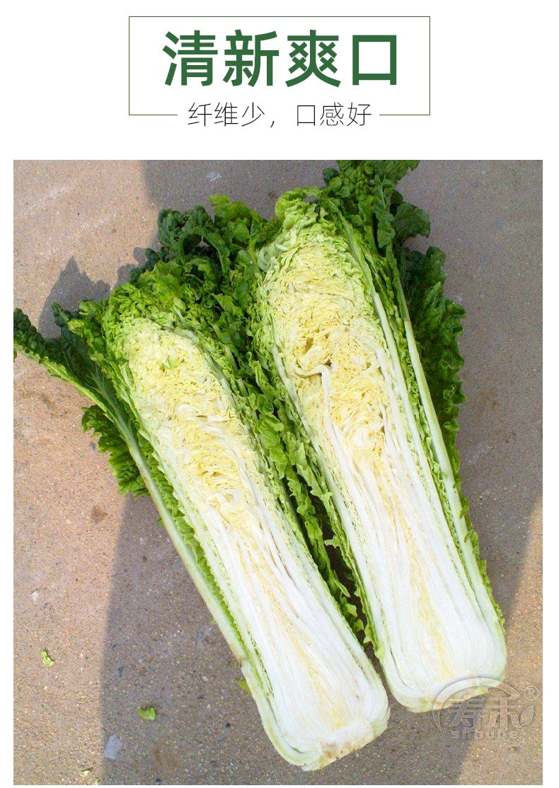 天津绿青口大白菜种子种籽青麻叶秋天高产秋季菜籽四季冬季蔬菜孑