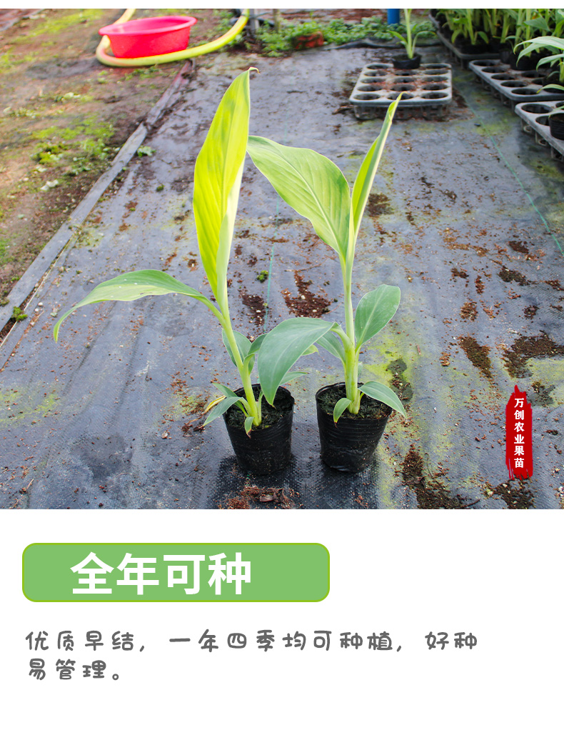 苹果蕉苗广西矮化粉蕉树苗当年结果香蕉苗南北方地栽四季可种植粉蕉苗