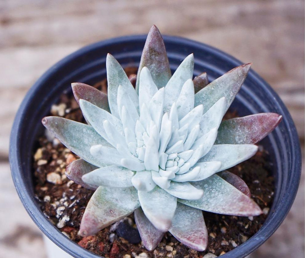 芊阙拇指仙女杯苹果叶多肉植物奴婢吉娜爱杜丽丝初霜仙女杯白菊饺子皮