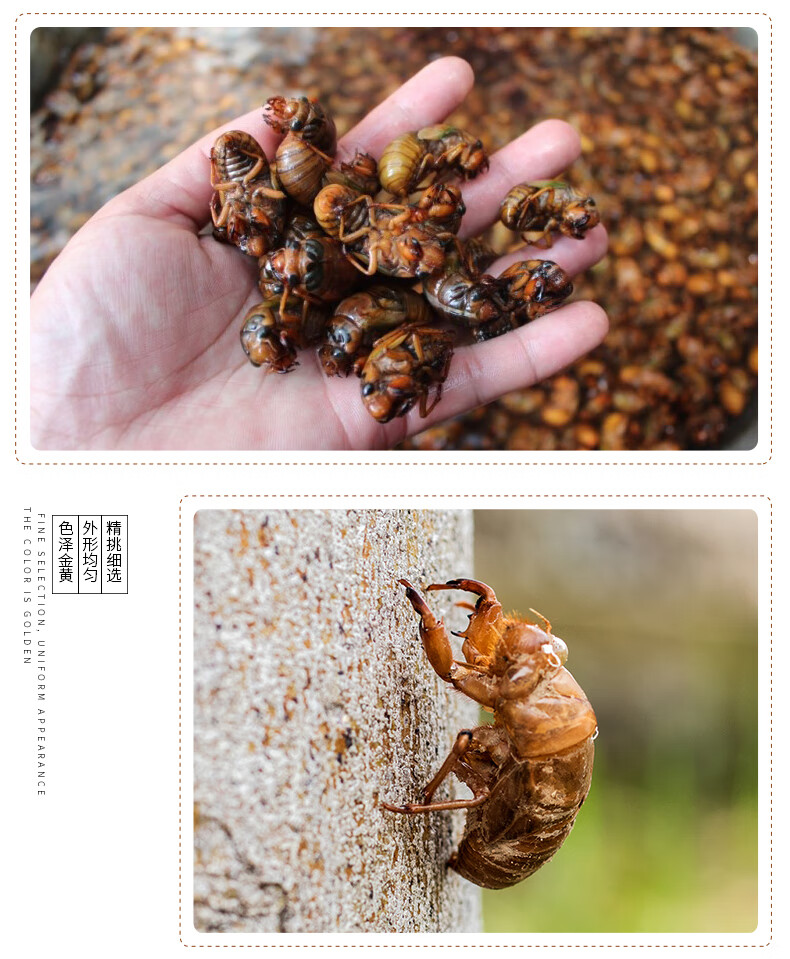永相惜金蝉蛹冷冻知了猴椒盐新鲜昆虫爬叉猴高蛋白油炸蝉蛹3斤装