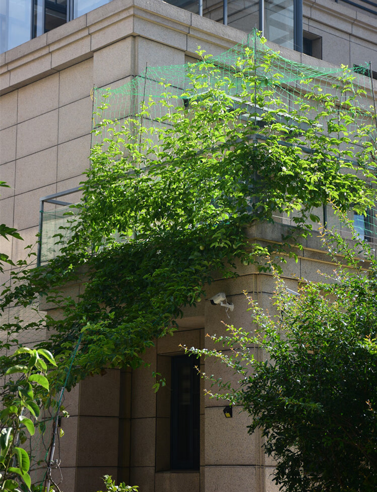 花卉爬墙网格园艺爬藤网葡萄黄瓜植物爬藤搭架网加强版尼龙网牵牛花