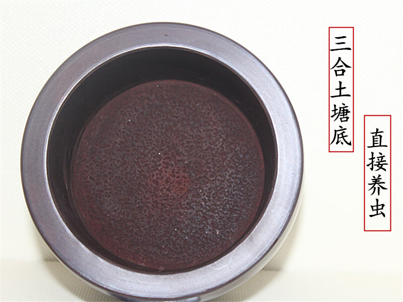 蛐蛐灌蟋蟀养盆龙鼓养盆煮好的罐子蟋蟀用品马金山110煮好细毛底