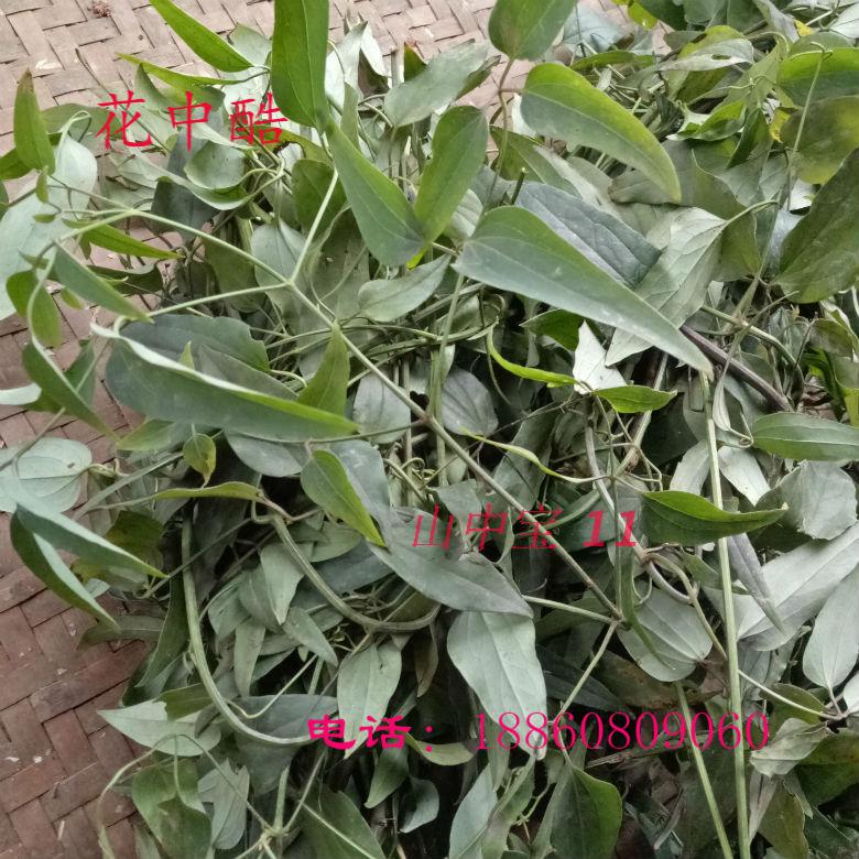 威灵仙苗现采新鲜威灵仙多年生植物苗铜脚威灵仙根威灵仙藤小苗5棵可