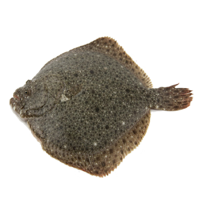 多宝鱼鲜活野生新鲜石斑鱼比目鱼花岗鱼江鱼海鱼约9两1斤海鲜水产