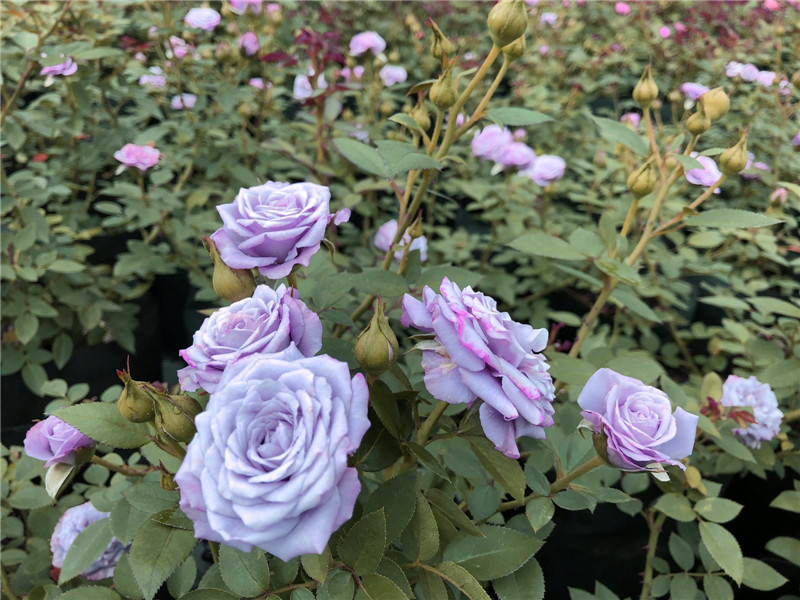 带花苞发货大花微月紫精灵多花玫瑰薰衣草女神月季花苗盆栽丰花 紫