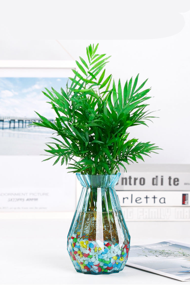 樱之恋水培竹富贵竹水养水培植物室内客厅绿植花卉盆栽5号款套餐组合