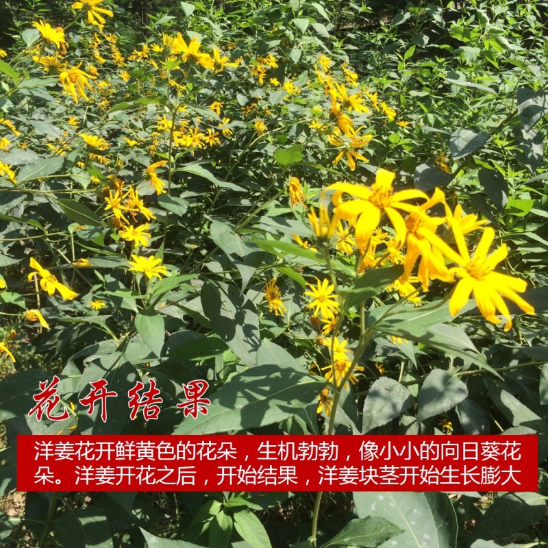 精选生鲜5斤鲜洋姜洋姜菊芋鬼子姜现挖洋姜蛋洋生姜洋姜洋芋头甜姜2斤