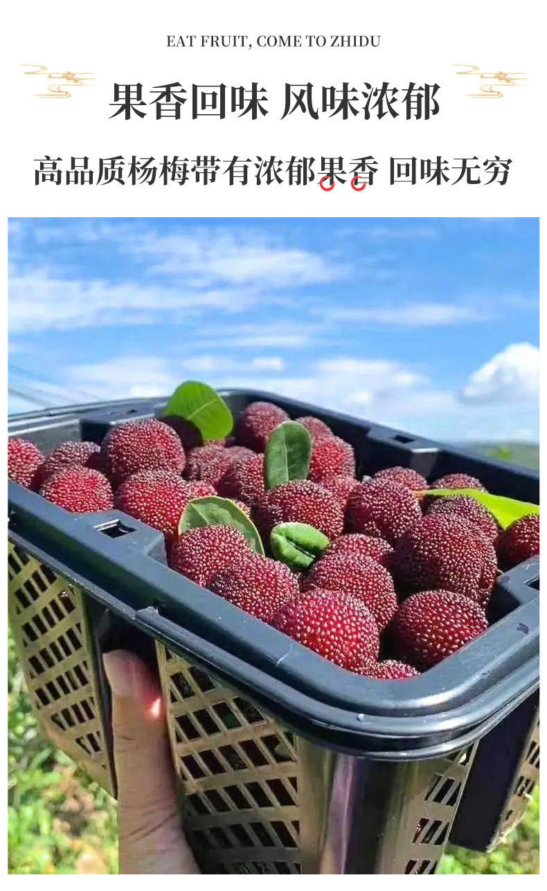新鲜大杨梅 正宗高山大杨梅(顺丰冷链空运到家)老树现摘现发特大果 当