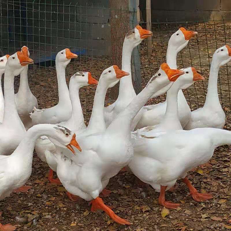 纯种三花白鹅苗活体大种白鹅四季鹅狮头鹅苗大白鹅苗活体 三花鹅 一只