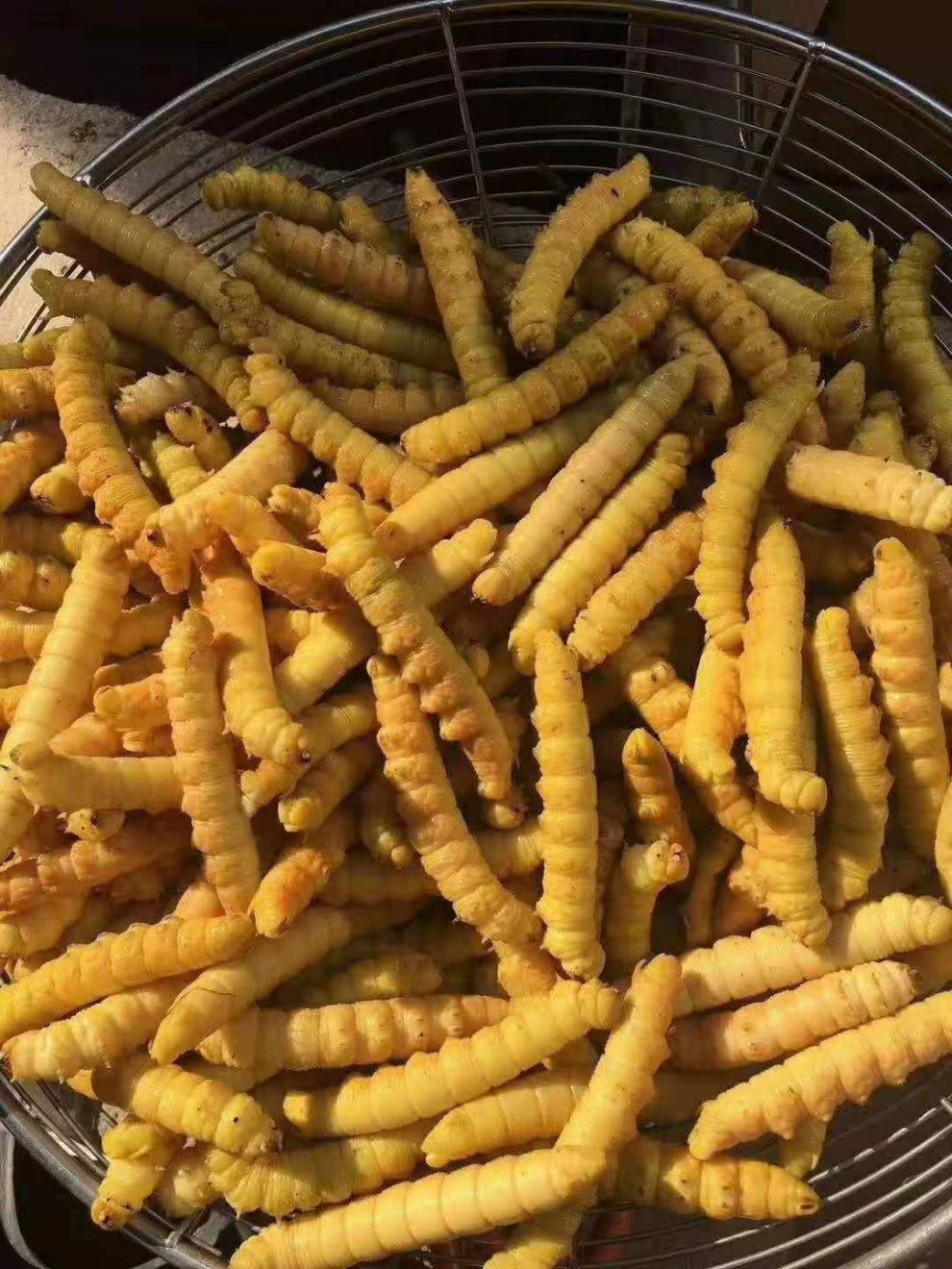 批发豆虫野生山东豆虫豆丹豆虫活体豆虫即食炸豆虫活豆虫豆青虫半斤