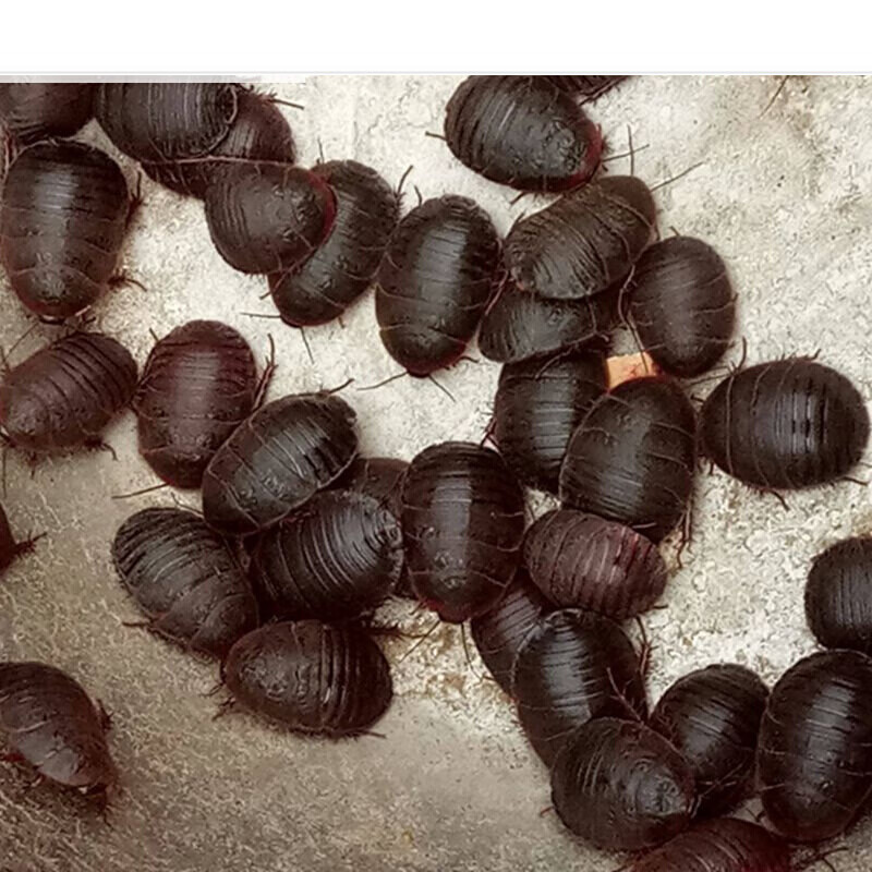 伟博 土元虫活土鳖虫活体活土元土鳖子地鳖子虫地鳖虫500克 虫500克