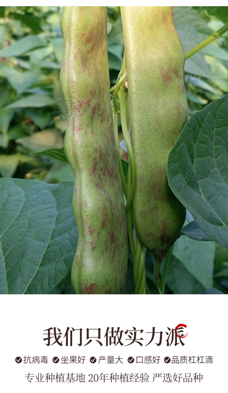 东北油豆角种子种籽一点红架豆黑龙江油豆蔬菜孑籽种四季芸豆大全一点