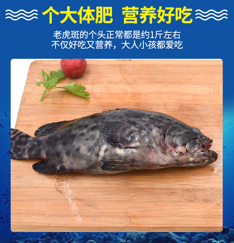 静境 舟山新鲜老虎斑 1斤1条 现捕石斑鱼 冷冻黑石斑【图片 价格 品牌