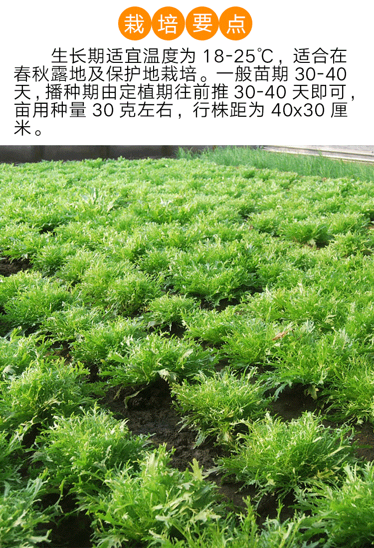 黄心细叶苦苣种子盆栽阳台苦菊蔬菜种籽孑牛奶菜沙拉生菜青菜四季长耕