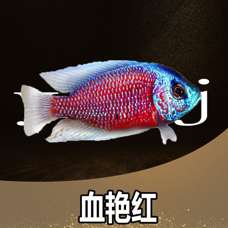 【京東】觀賞魚三湖鯛魚1慈鯛馬鯛坦鯛非洲王子熱帶觀賞魚好養耐養