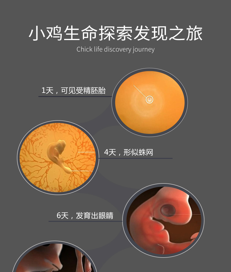 小鸡孵化器全自动智能小型孵化机孵蛋器孵化箱鸡鸭鹅家用型京闪配送30