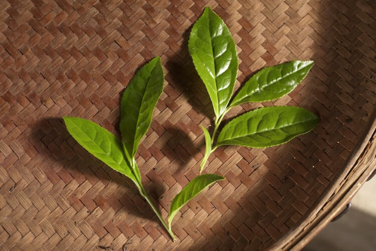 肉桂 巖茶 茶葉 紅茶 濃香型 烏龍茶 果香 64g