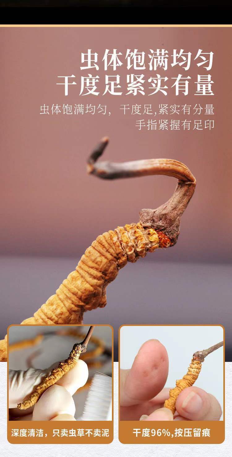 香港野生虫草王图片