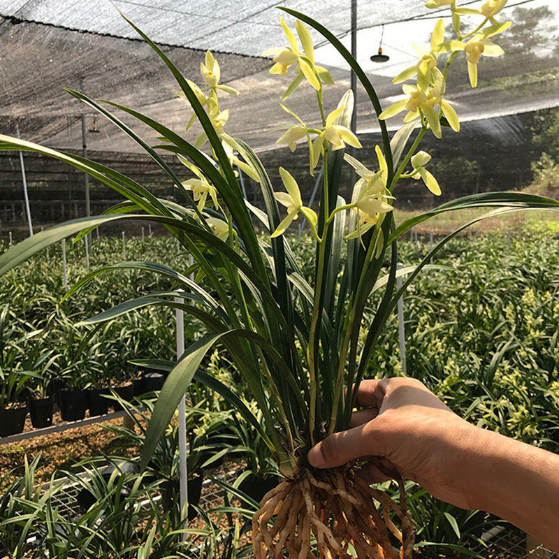 四季兰 兰花苗 传统苗更好养 室内花卉 超香金丝马尾 4苗连体好养活