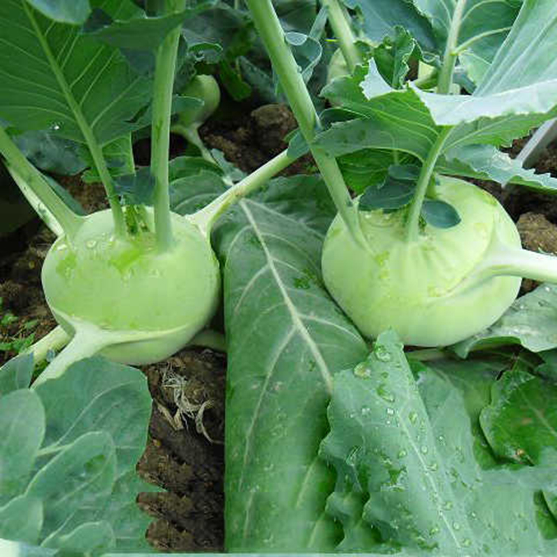 山西岚县苤蓝农家自种新鲜青苤蓝球茎丕兰苤兰疙瘩蔬菜59斤蔬菜5斤