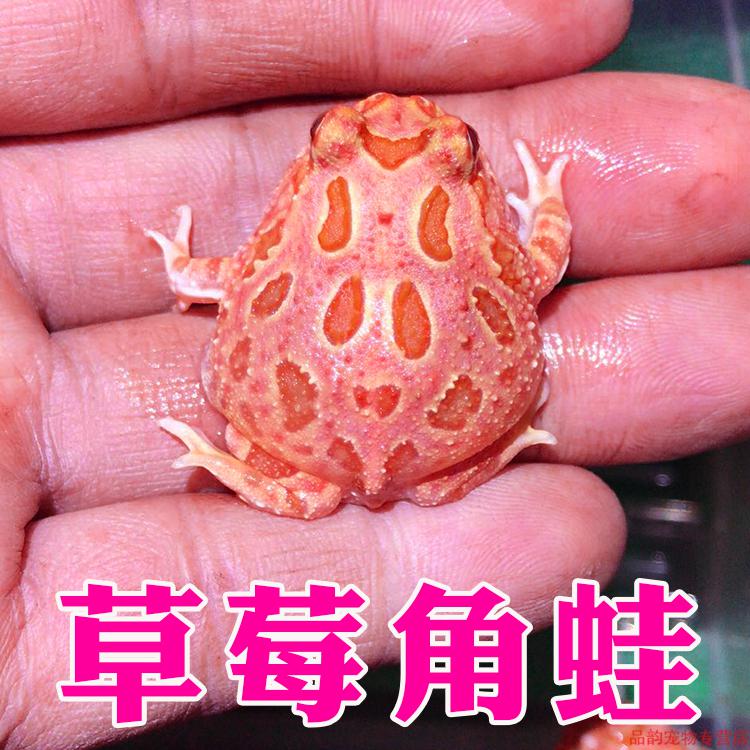 活体宠物角蛙绿角蛙黄金角蛙皮卡丘宇治蝴蝶钟角霸王变异巴西小丑绿