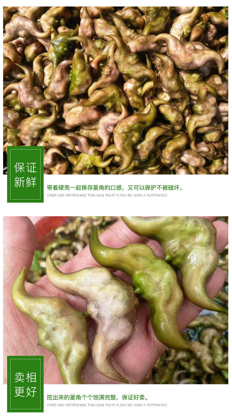 湖北洪湖新鲜老菱角生牛角大凌角批发嫩棱角水果3斤4斤装老菱角