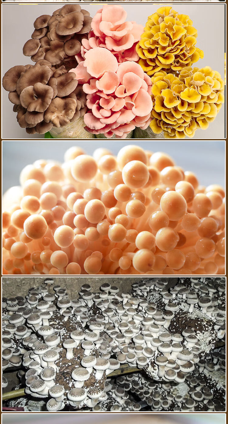 鸡枞菌种子 蘑菇菌 包鸡枞菌 香菇菌种金针菇平菇黑木耳蔬菜种子四季