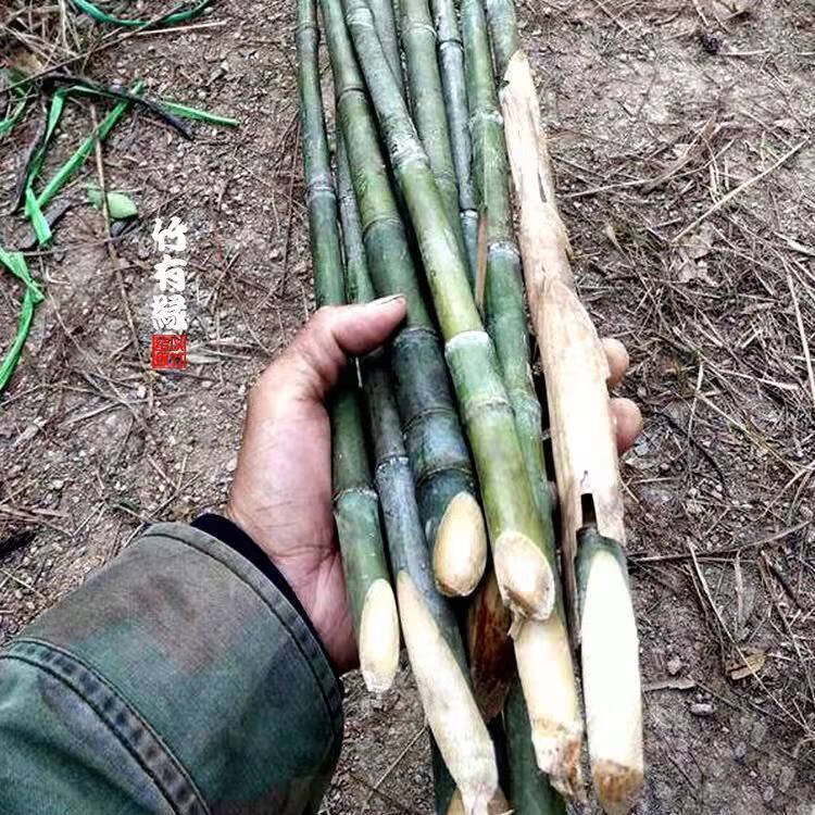 江影清实心竹绿化竹子苗实心文玩玉竹苗好成活盆栽庭院四季常青地栽