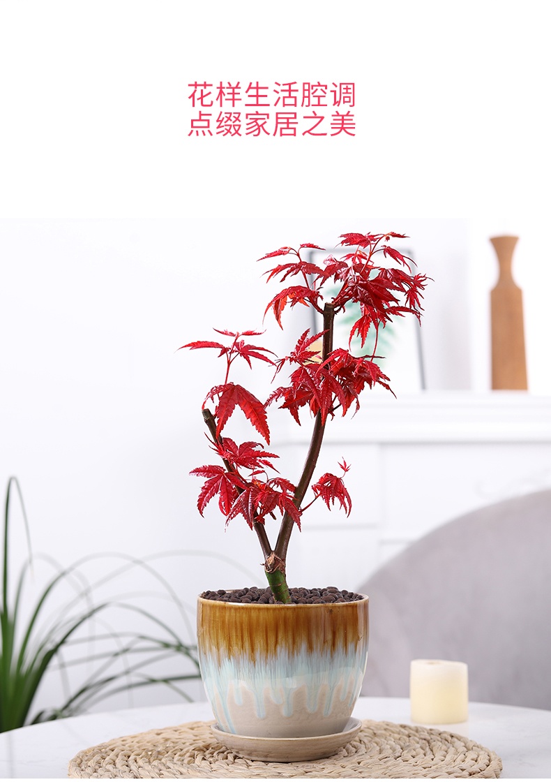 日本老桩树苗四季红花卉植物红舞姬室内盆景好养活绿植红枫树基地原土
