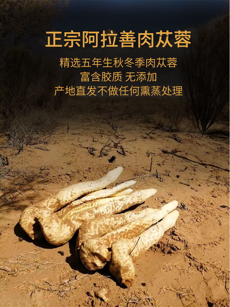 肉苁蓉阿拉善产地实体店发货肉苁蓉阿拉善内蒙古滋补品泡水特级锁阳50