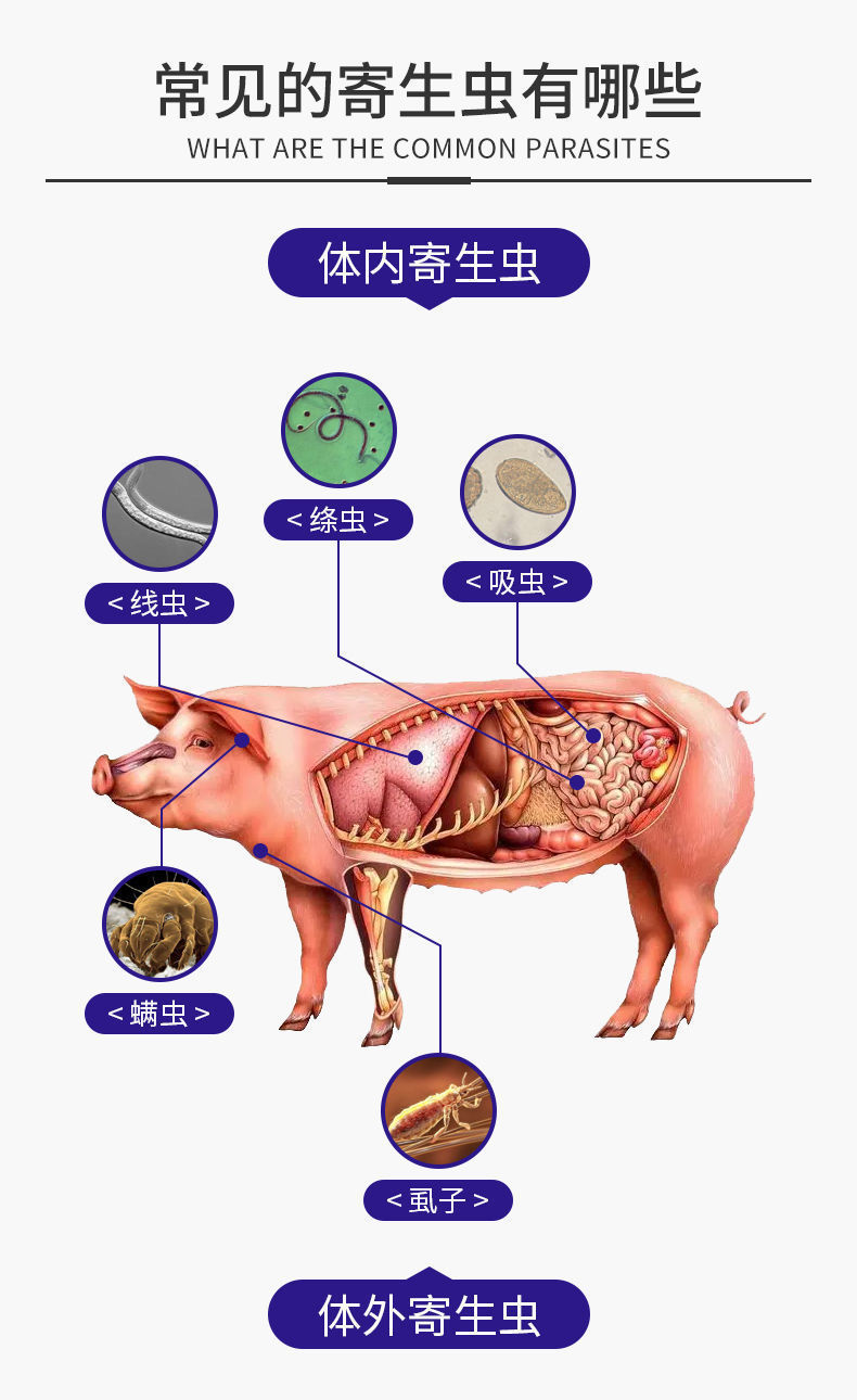 阿苯达唑伊维菌素粉兽用兔鸡猪用驱虫药牛羊体内外驱虫孕畜可用全驱