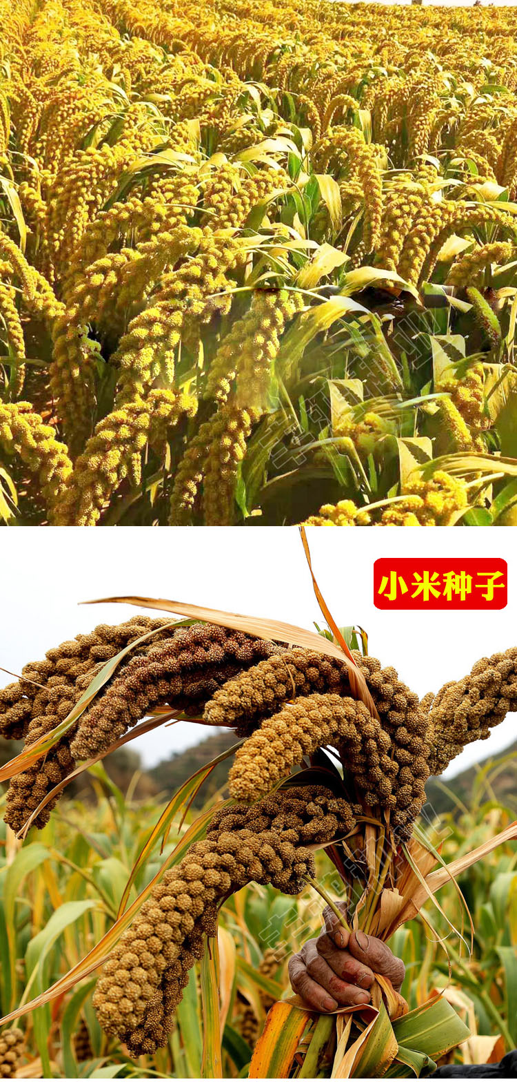 高产小米谷子红谷子种籽小香米旱稻谷种子香糯高产大田农家自种孑金