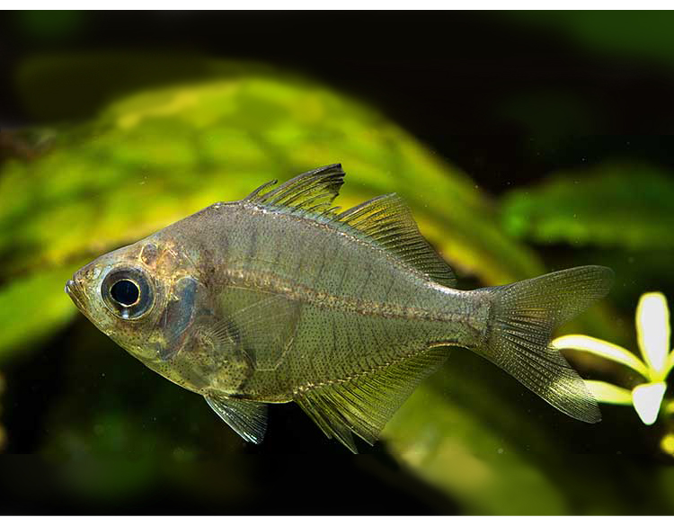 boussac宝利恒玻璃拉拉鱼玻璃猫热带鱼观赏鱼透明的鱼活体群游小型鱼