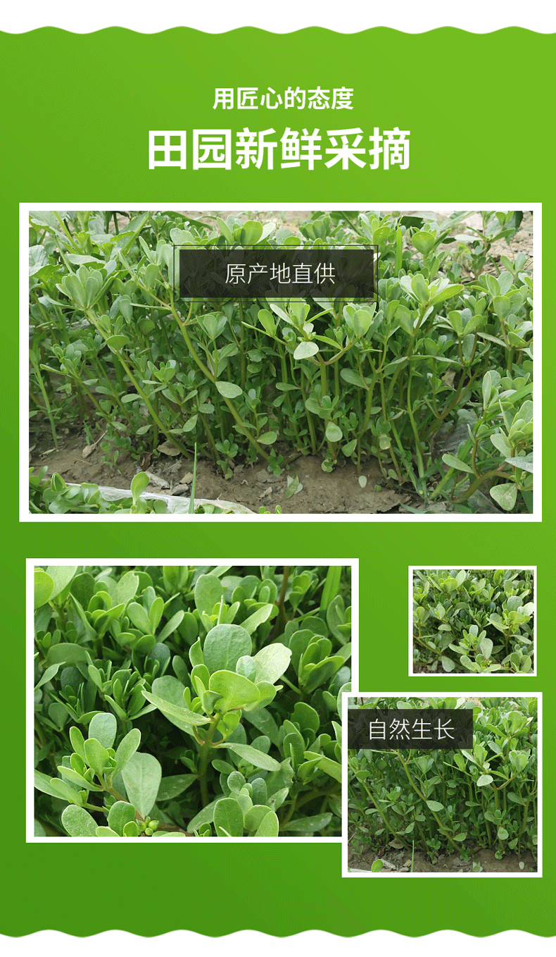 马齿苋野菜新鲜马蜂菜马齿笕马齿菜新鲜 3斤