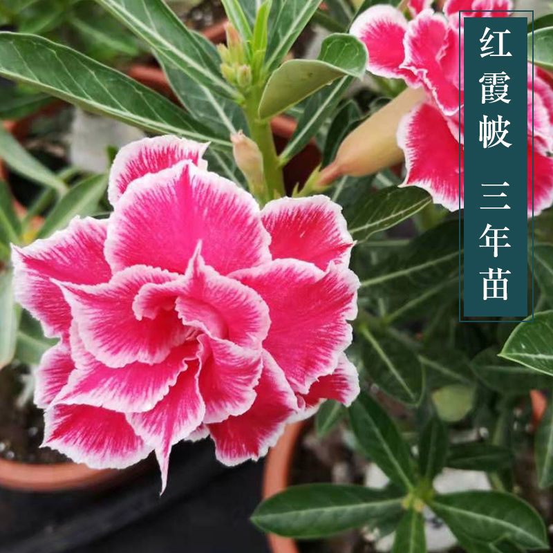 沙漠玫瑰盆栽老桩重瓣勤花爆花喜阳耐晒耐热室内阳台庭院花卉植物初石