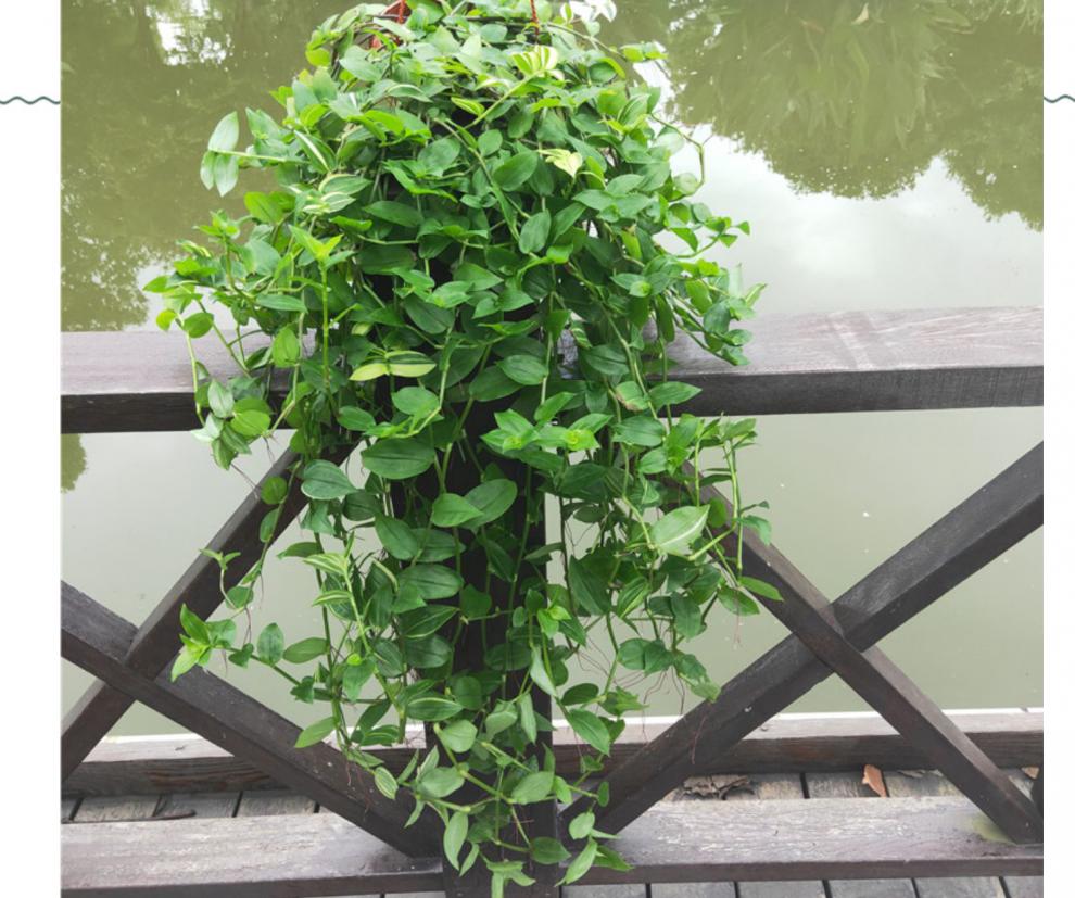 青花葉鴨舌吊蘭錦盆栽室內觀葉垂吊植物吸甲醛輻射四季長綠 泰國佛珠