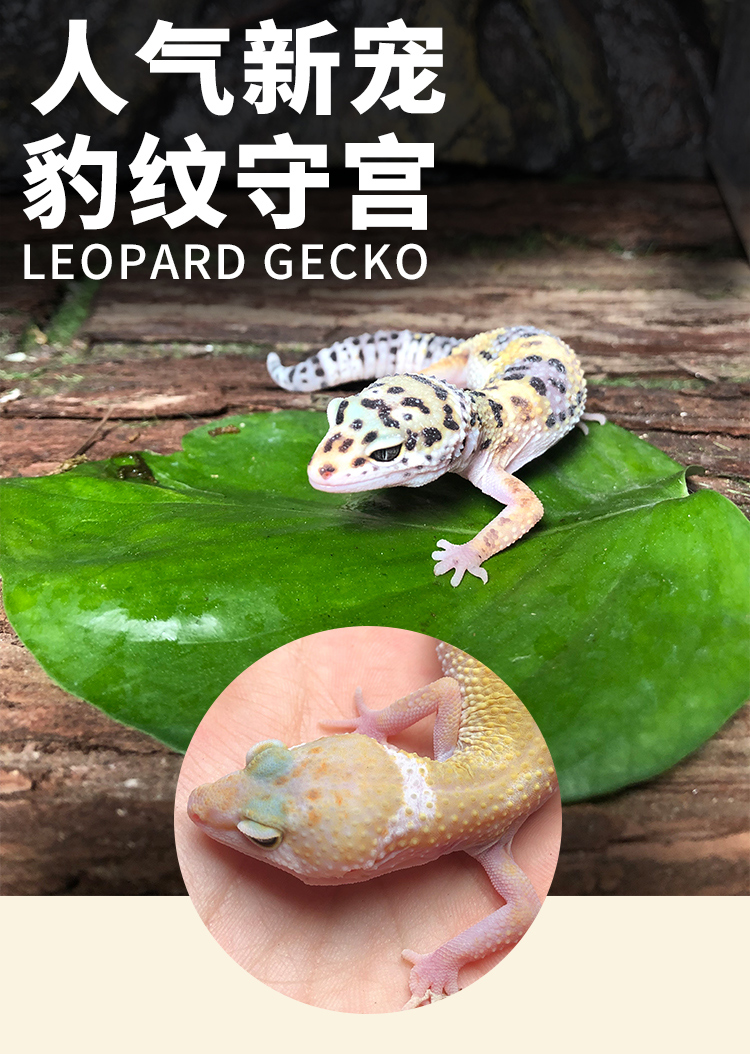 豹纹守宫活体守宫活物宠物幼体成体入门级爬宠豹 雪花雷达【图片 价格