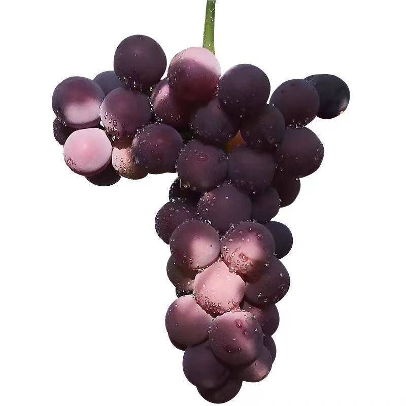 大粒巨峰新鲜藤引葡萄新鲜葡萄孕婴水果现摘东北2斤