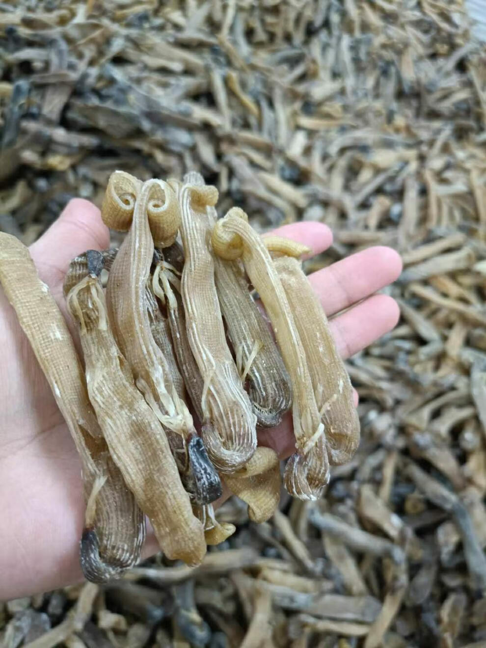 北京同仁堂原料野生中沙虫干海肠沙肠子海人参海虫干货海鲜海产广东