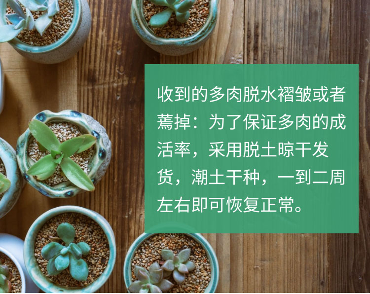 大叶落地生根苗蕾丝公主多肉落地生根多肉植物宽叶不死鸟植物宽叶不死