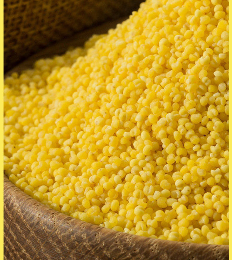 东北黄小米250g天然糯小黄米新米养胃黄小米月子米小米粥250g