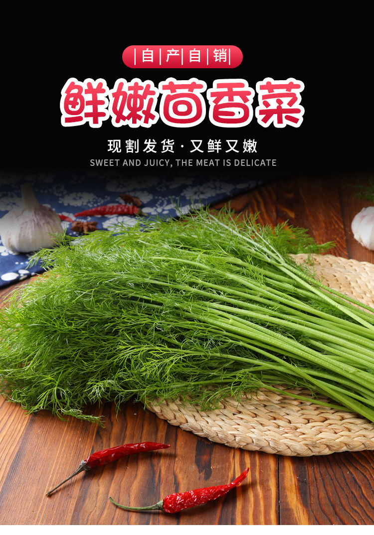 预售老农夫小茴香菜新鲜现割山东不带根回香菜荤香农家本地茴香苗菜4