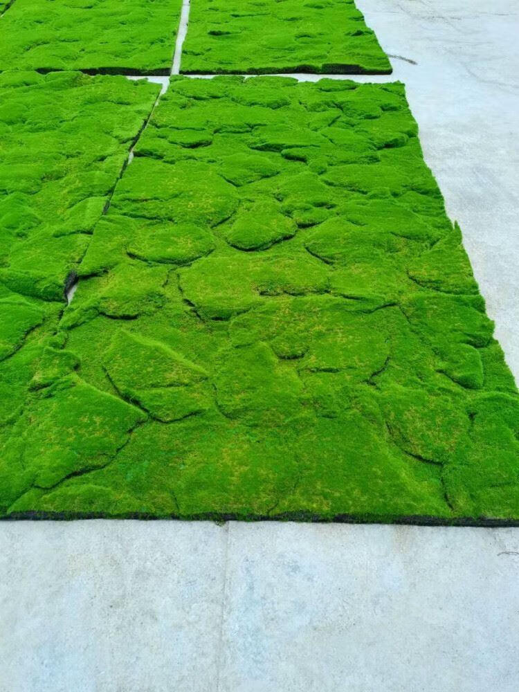 天公装饰品仿真苔藓青苔苔草背景盆景拍摄道具苔藓草地毯垫子植被草皮