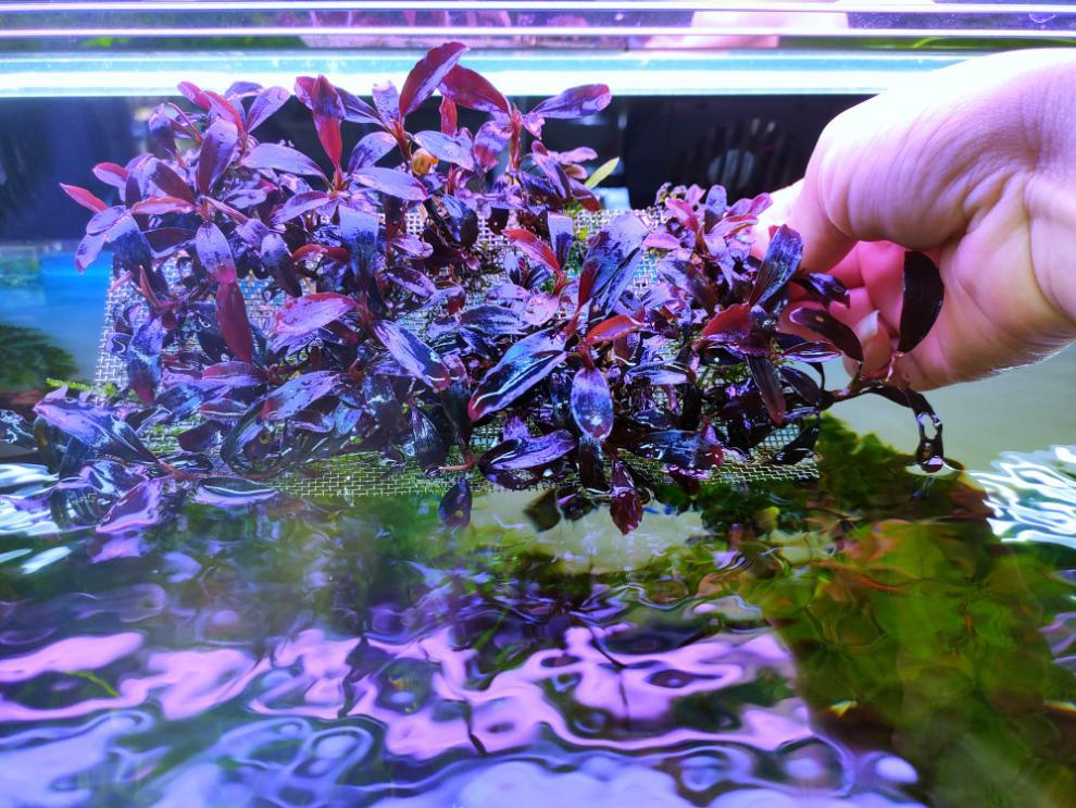 辣椒榕水草高端水草辣椒榕野株辣椒榕布朗尼蓝精灵野株草缸沉木造景